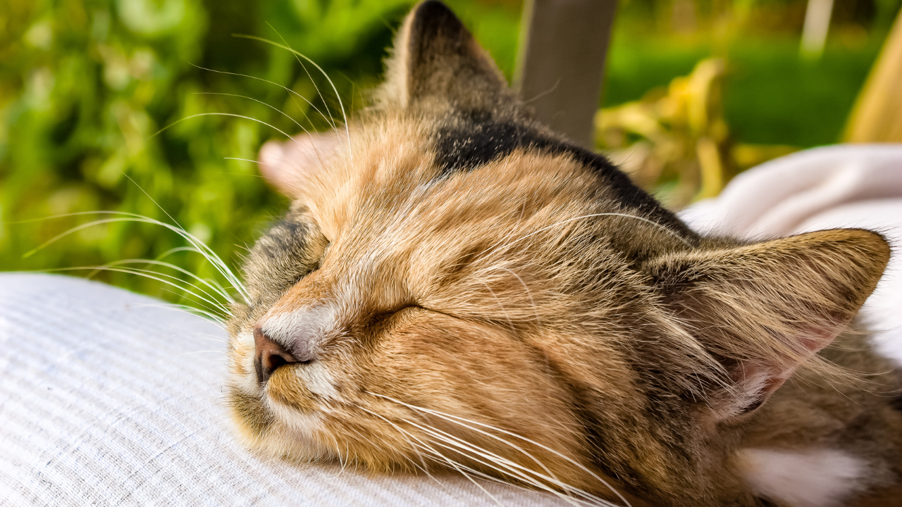 Eine Katze schläft friedlich, nachdem sie vom Tierarzt nach Hause kommt. 