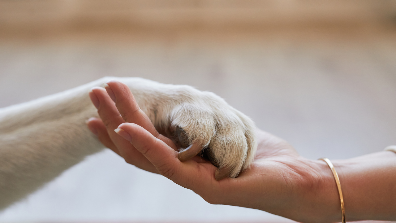 Ein Hund legt sein Pfote in die Hand seines Menschen.