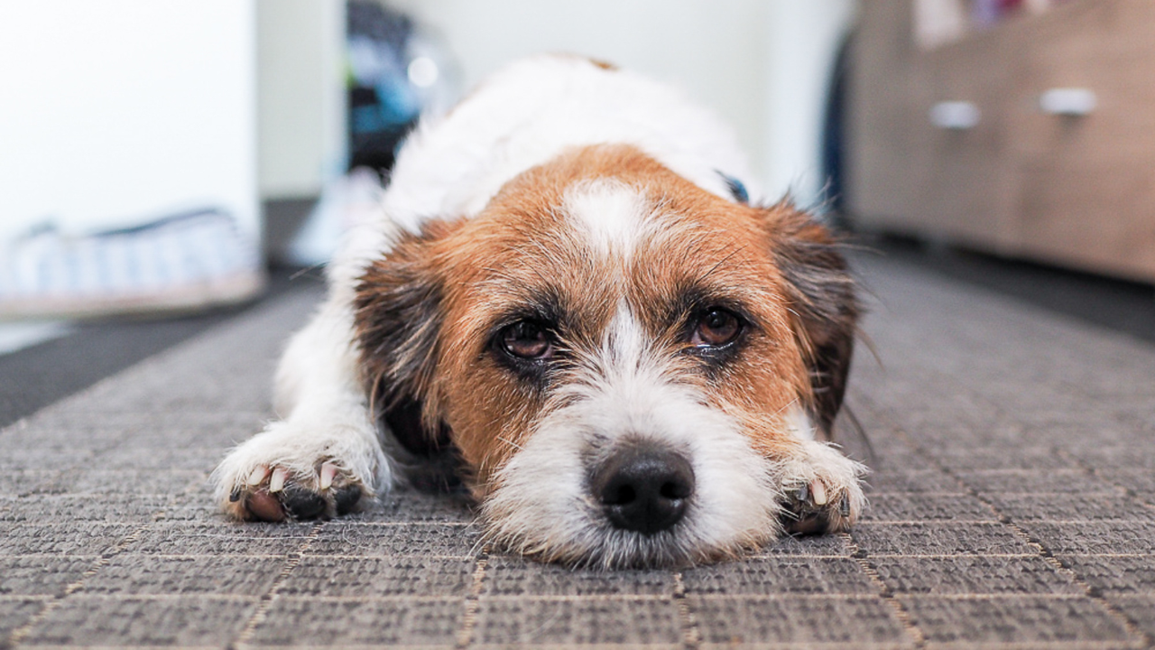 Ein Hund liegt müde auf dem Teppich, weil er eine Hypothyreose hat.