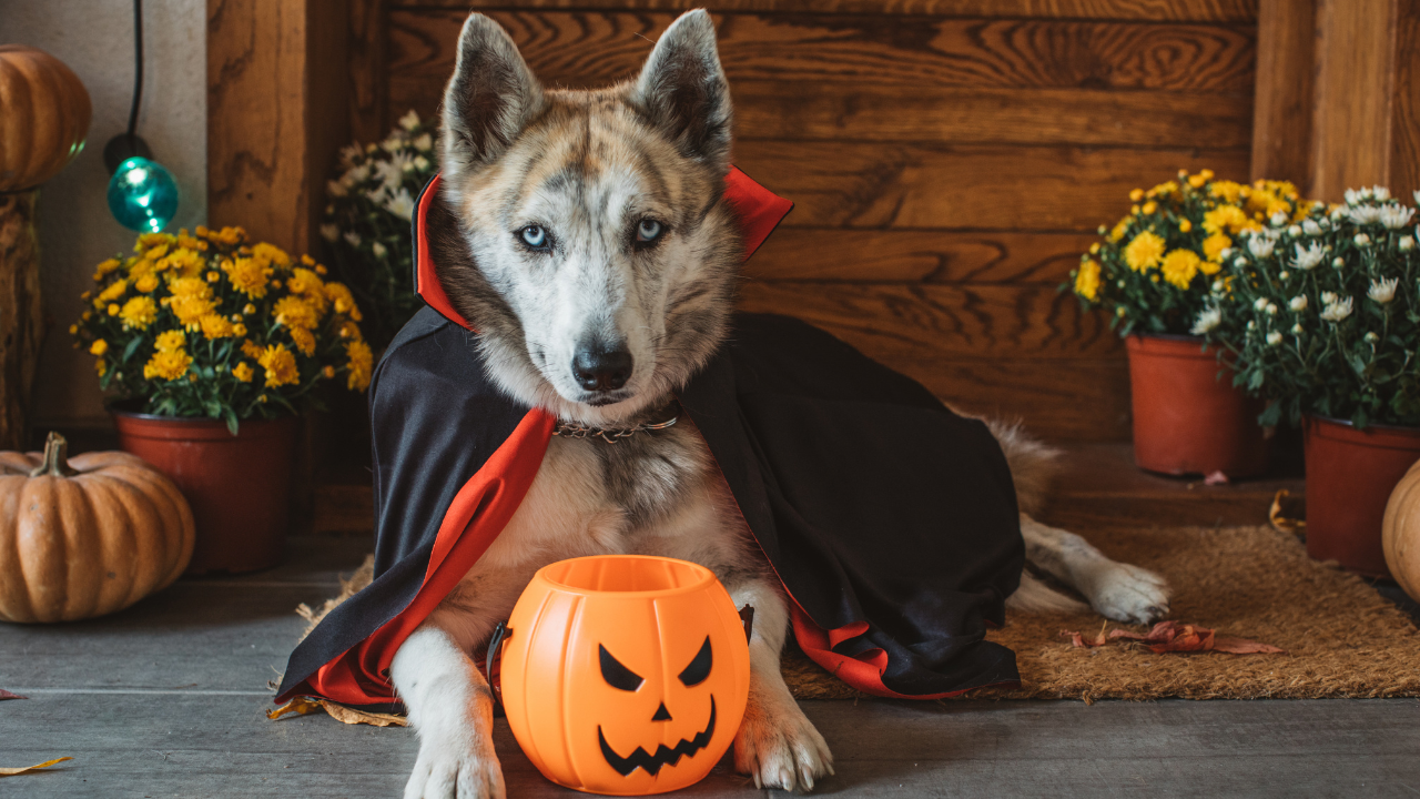 Veganer Ernährung für Hunde ist ein neuer Trend.