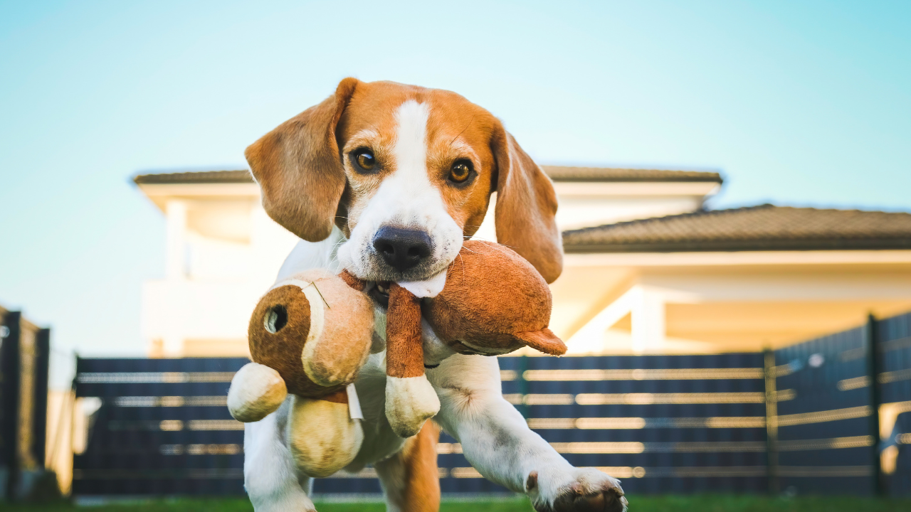 Ein älterer Hund spielt mit einem Spielzeug.