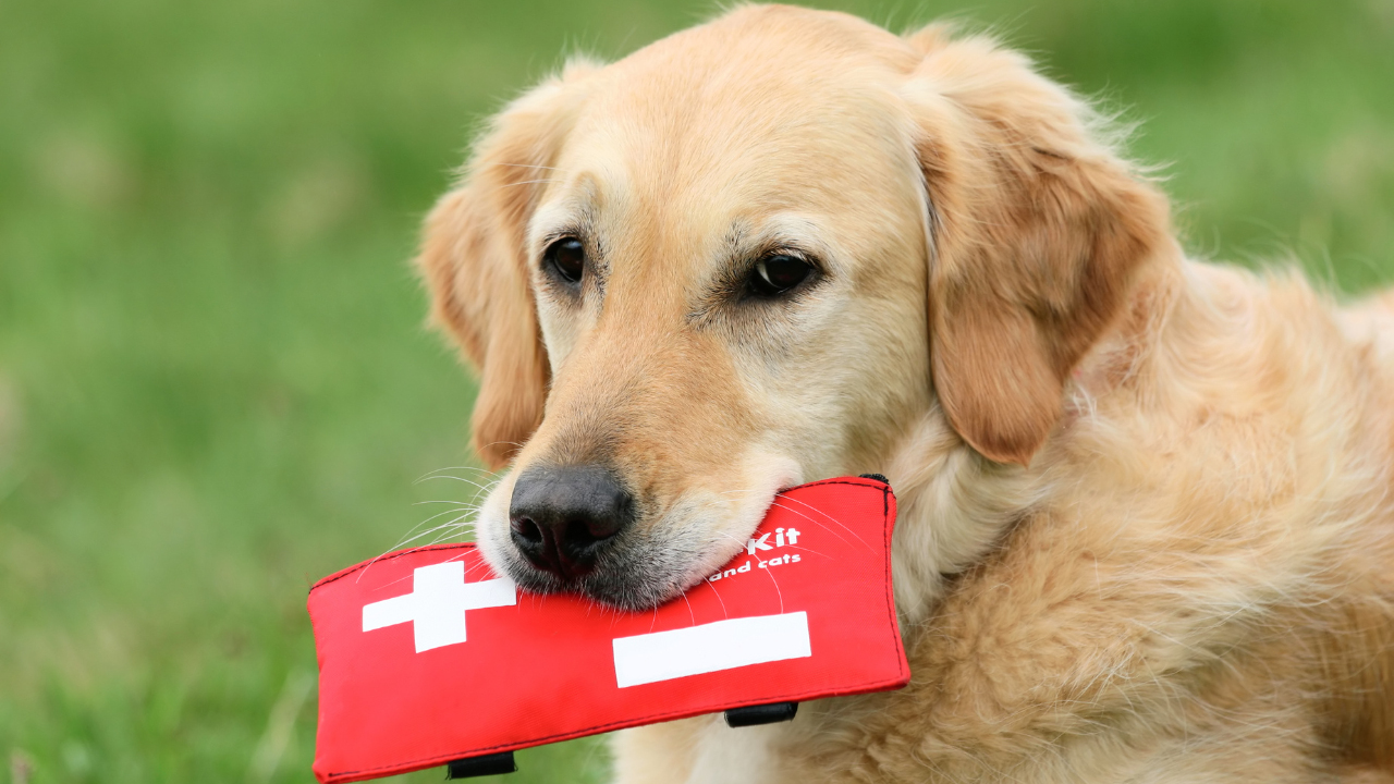 Ein Golden Retriever hat immer sein Erste-Hilfe-Paket mit.