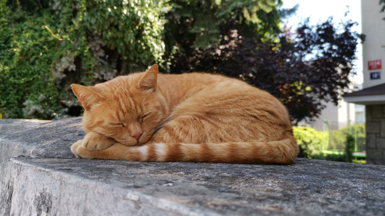 Eine Katze schläft auf einer Hausmauer.