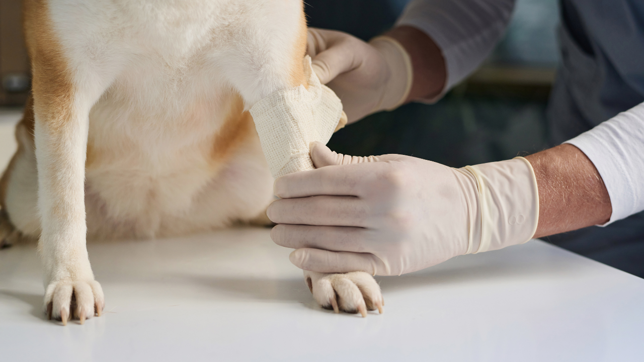 Der Besitzer legt seinem Hund als Erste Hilfe Maßnahme einen Verband an. 