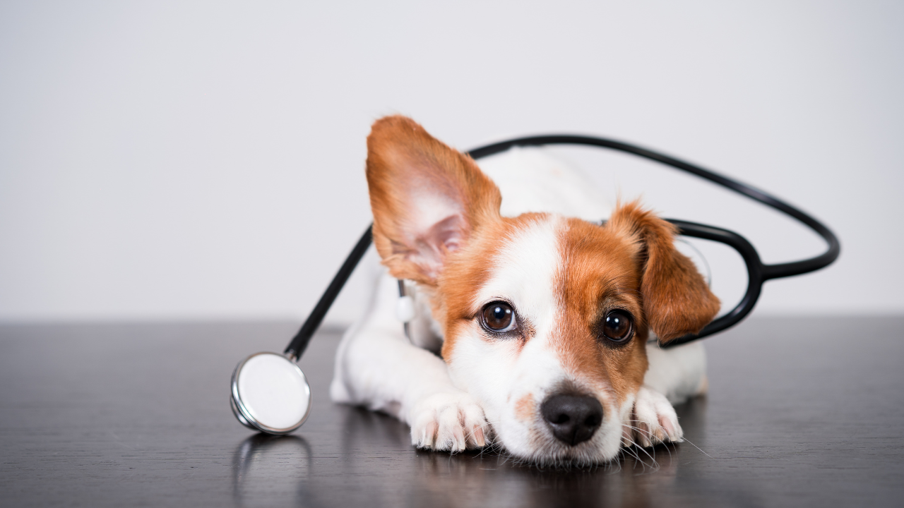 Ein Hund bekommt eine Blutuntersuchung beim Tierarzt.