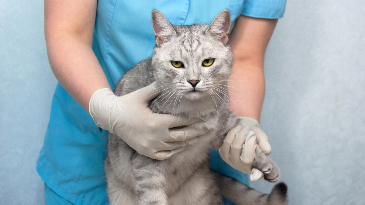 Eine Katze bekommt eine Blutuntersuchung beim Tierarzt.