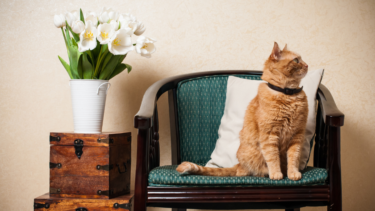 Eine Katze sitzt auf einem Wohnzimmerstuhl.