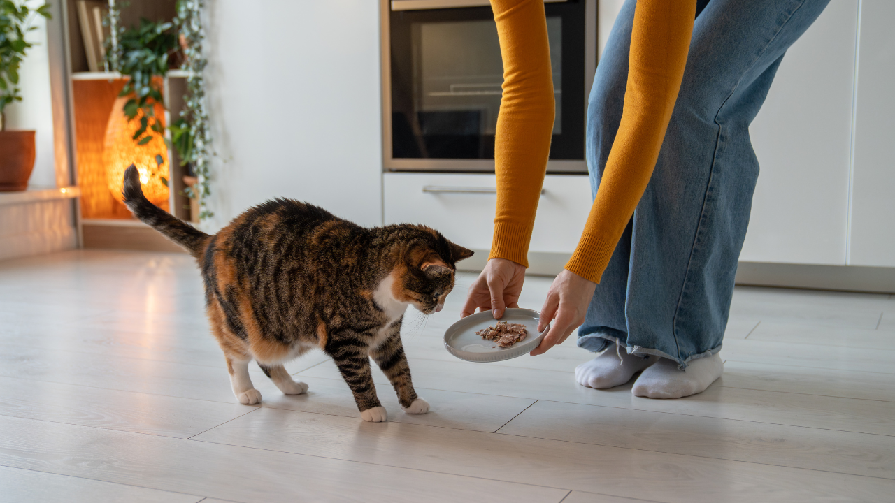 Eine Dame füttert eine Katze, die bei ihr zu Besuch ist.