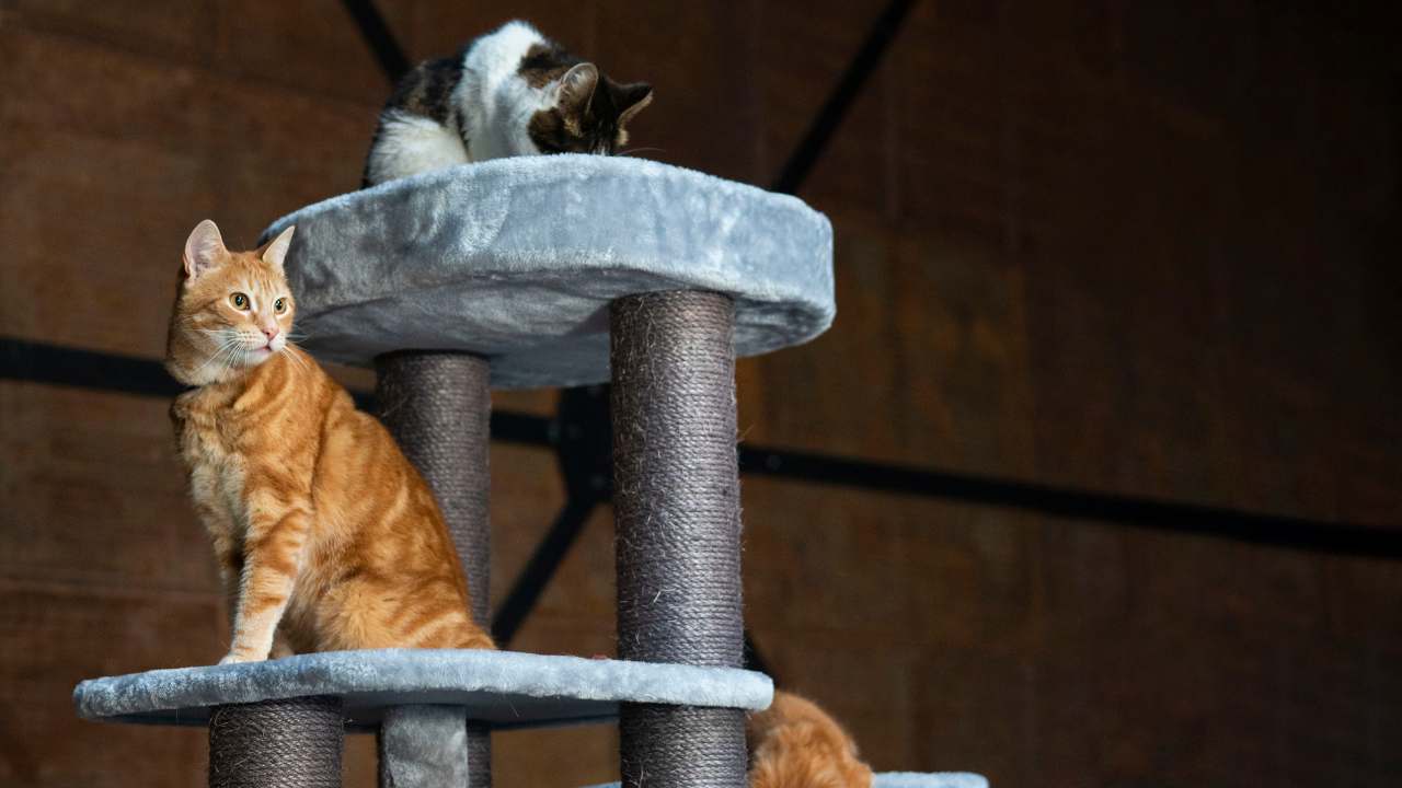 Mehrere Katzen sitzen auf verschiedenen Etagen eines Kratzbaums. 