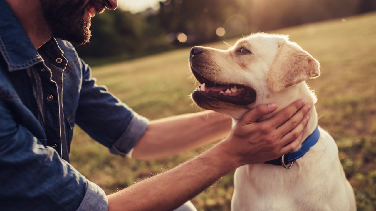 Ein Labrador und sein Herrchen verbringen gemeinsam Zeit in der Natur.