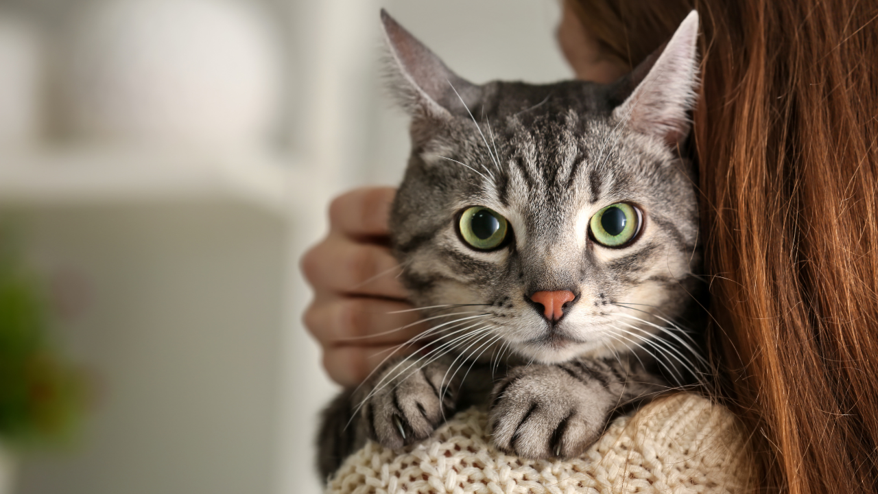 Eine Katze sitzt auf der Schulter seines Frauchens.