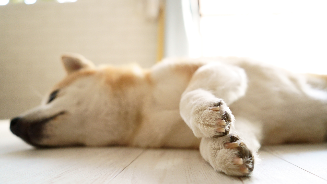 Ein Hund ruht seine Beine aus, da er Gelenkprobleme hat.