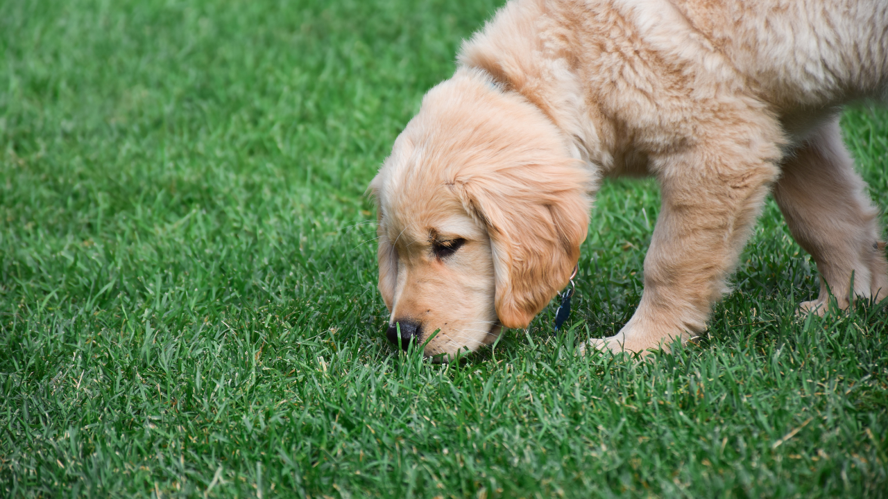 Ein Hund schnüffelt in der Wiese während des Giftködertrainings.