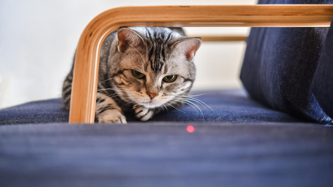 Eine Katze jagt einem Laserpointer hinterher.