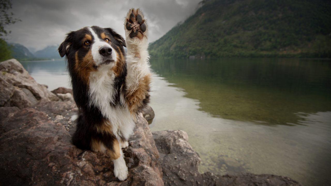 Ein Hund sitzt auf einem Felsen und winkt mit seiner Pfote.