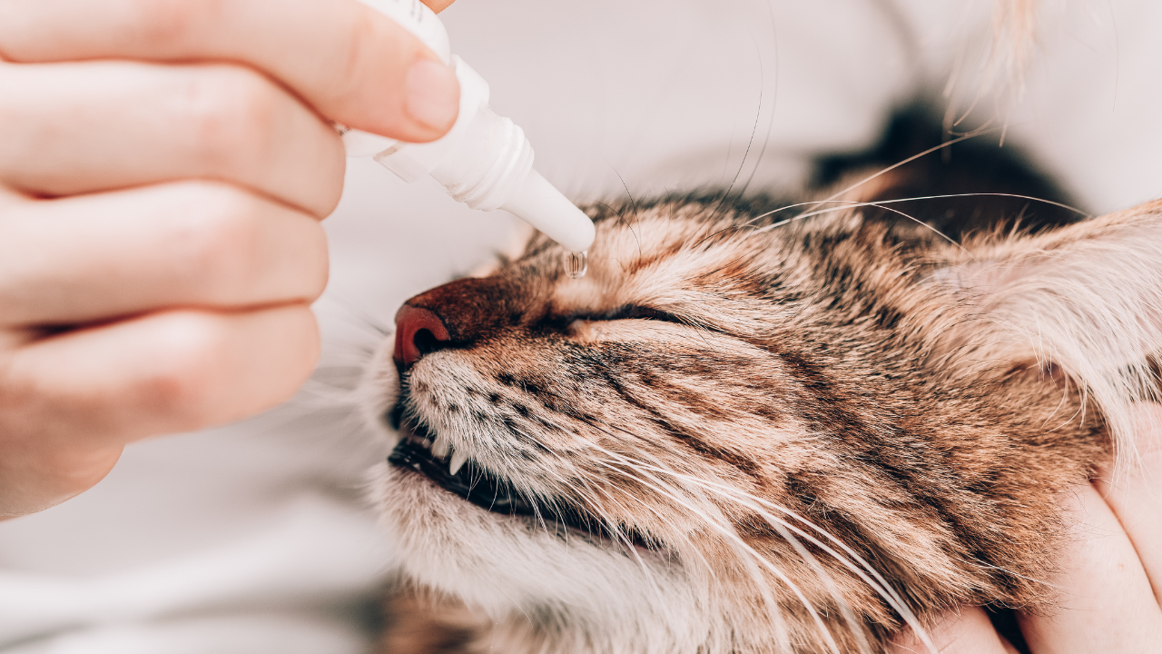 Eine Katze bekommt Augentropfen.