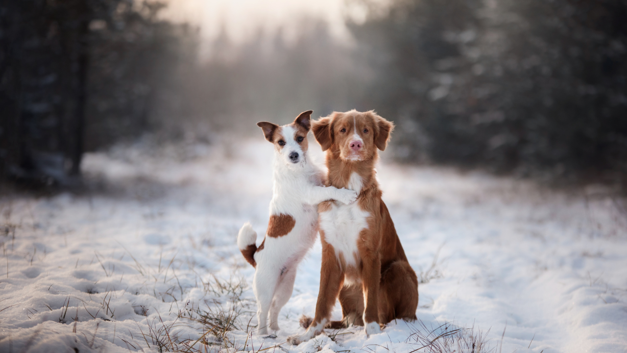 Zwei Hunde sind zusammen auf einem Schneespaziergang.