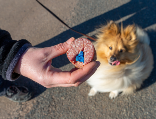 Achtung Giftköder: So schützt Du Deinen Hund