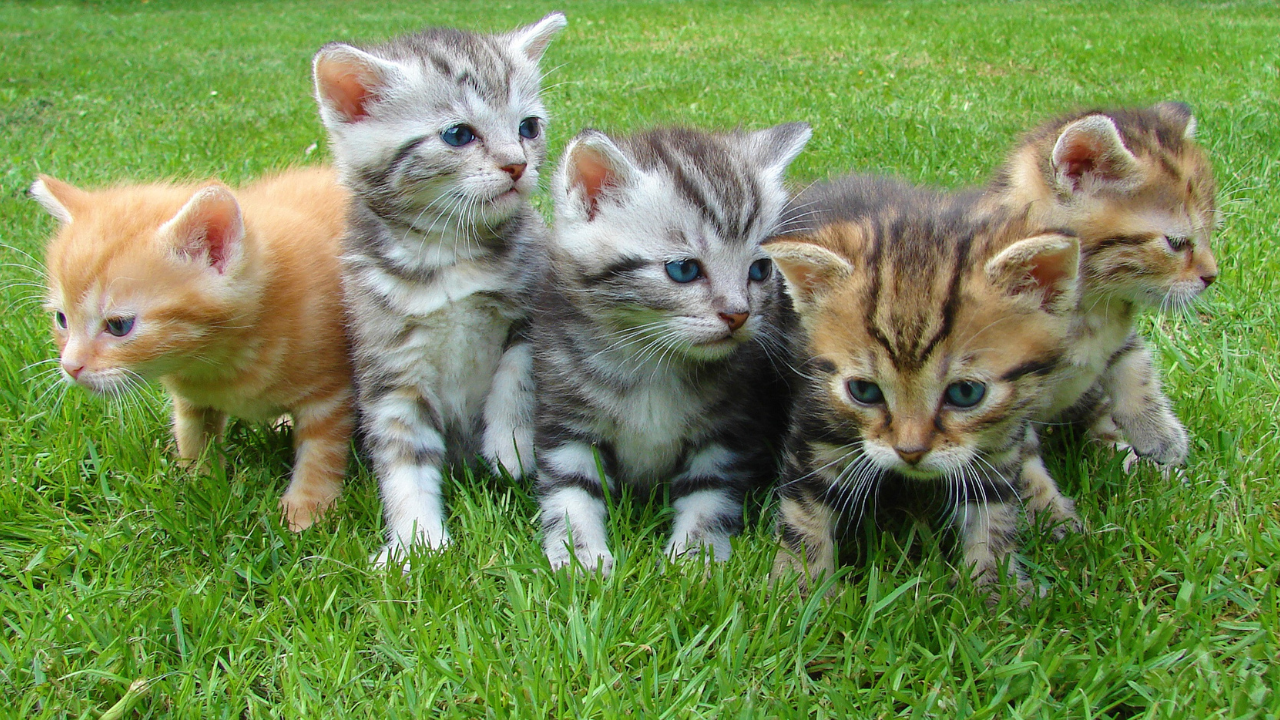 Babykatzen verschiedener Färbungen sitzen in einer Wiese.