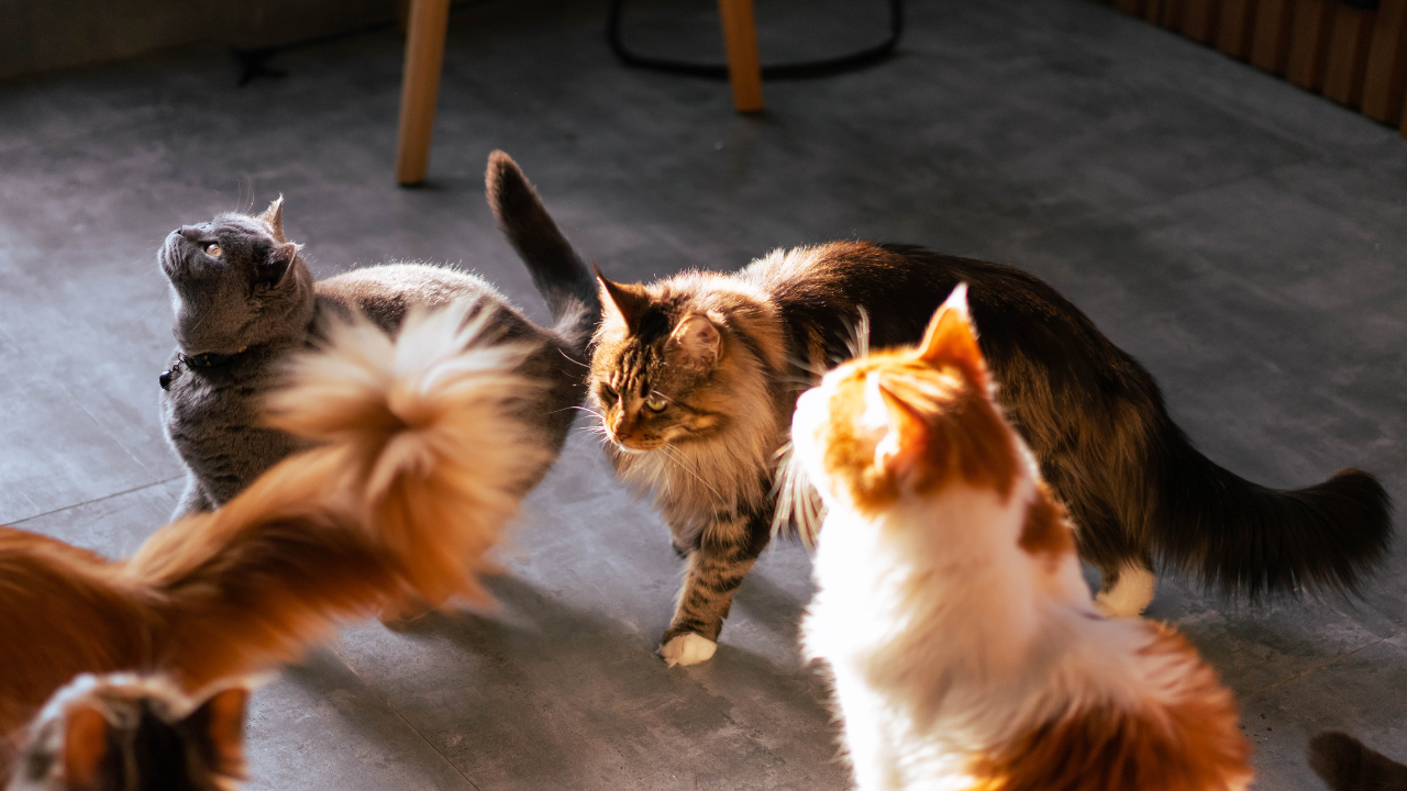 Verschiedene Katzen warten auf ihr Futter.