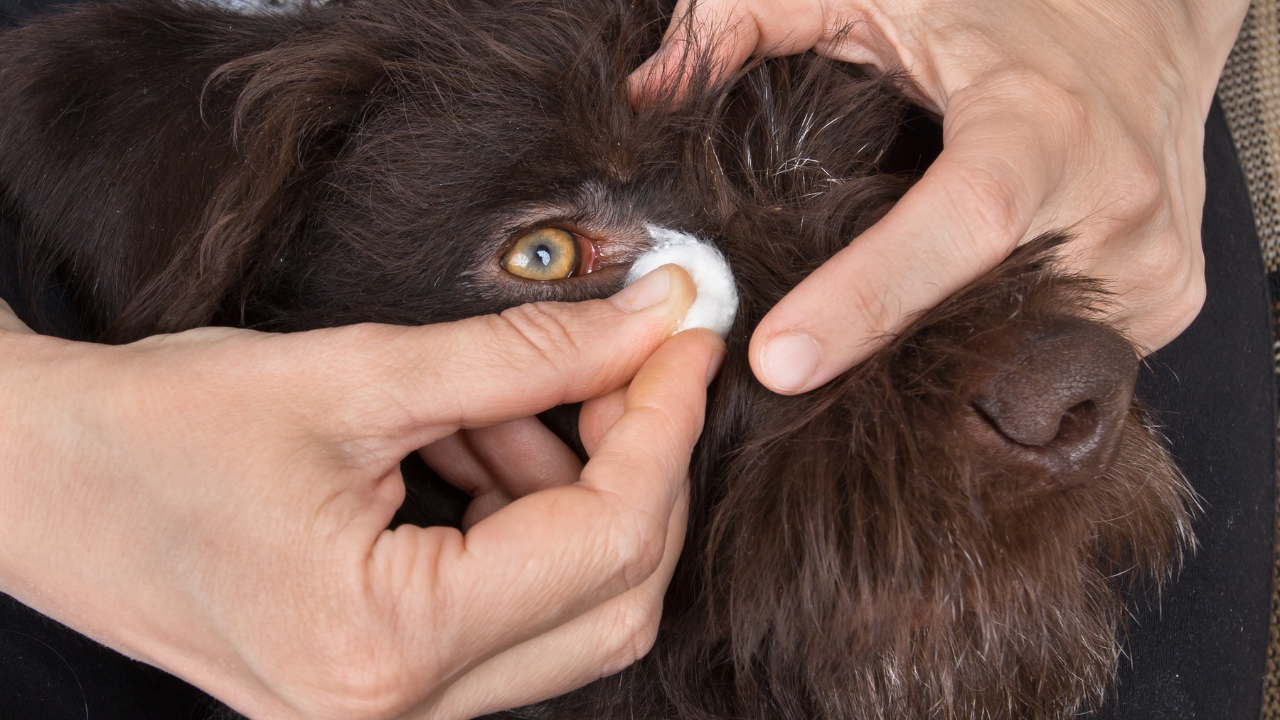 Ein Hund hat Augenausfluss und sein Auge wird gereinigt.