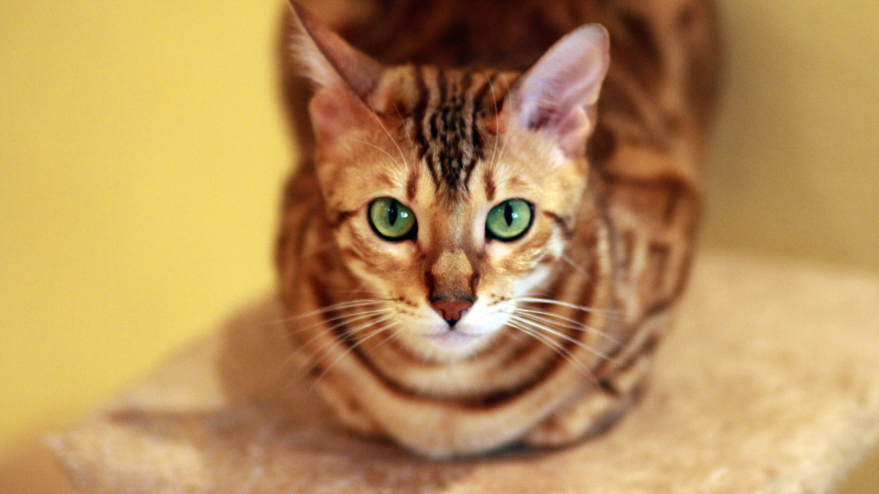 Eine Bengalkatze liegt auf einem Stein.