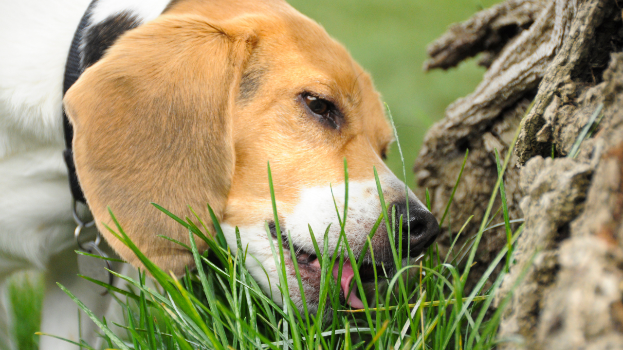 Ein Beagle schleckt an einem Baum, wo ein Giftköder ausgelegt wurde.