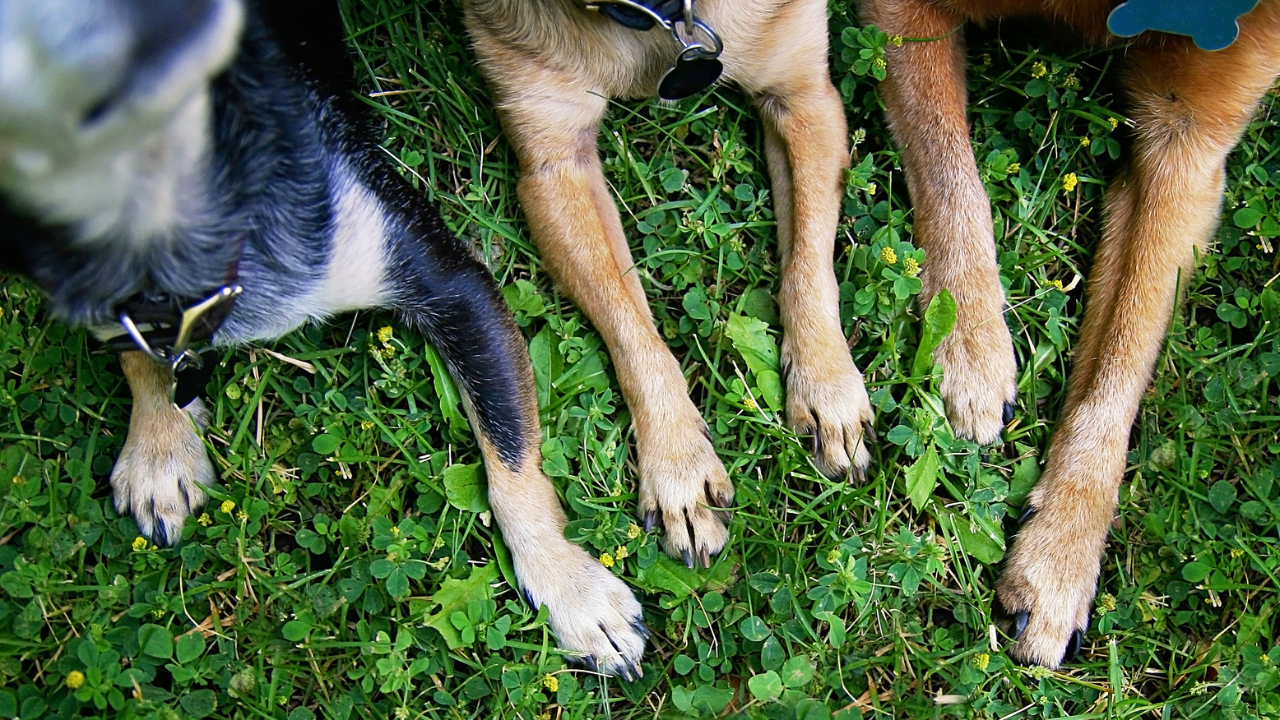 Drei Hunde zeigen ihre hübschen Pfoten.