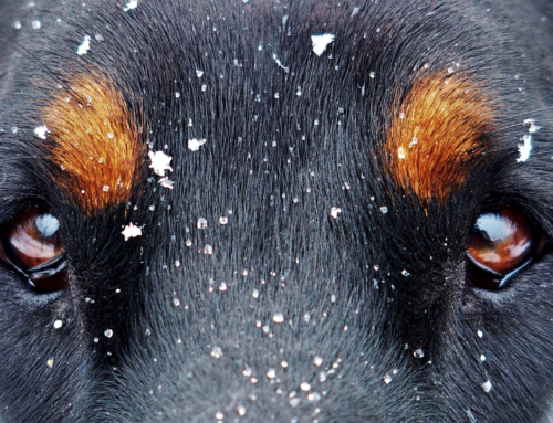 Augenkrankheiten beim Hund: Alles, was Du wissen musst