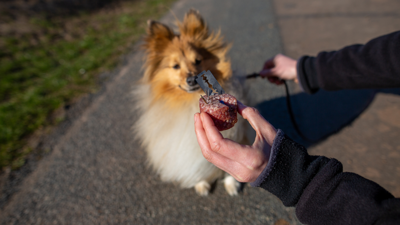 Ein Hund hätte fast einen Giftköder mit Rasierklingen erwischt.