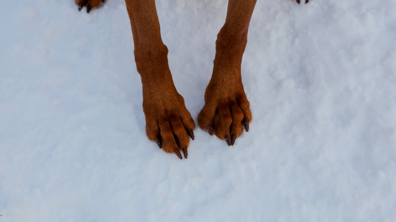 Ein Hund bekommt eine Gelenkpflege nach einem Schneespaziergang.