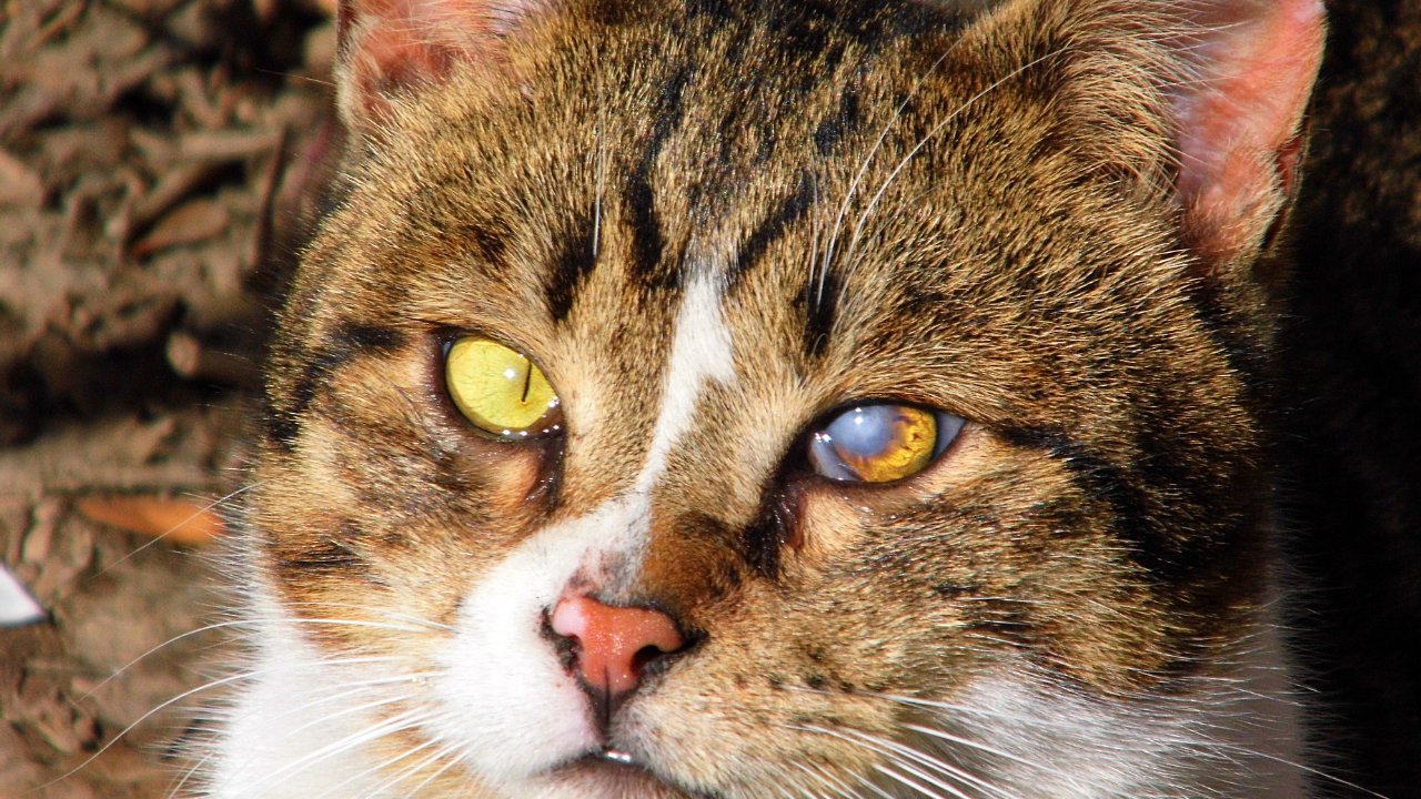 Eine Katze hat eine Augenkrankheit.