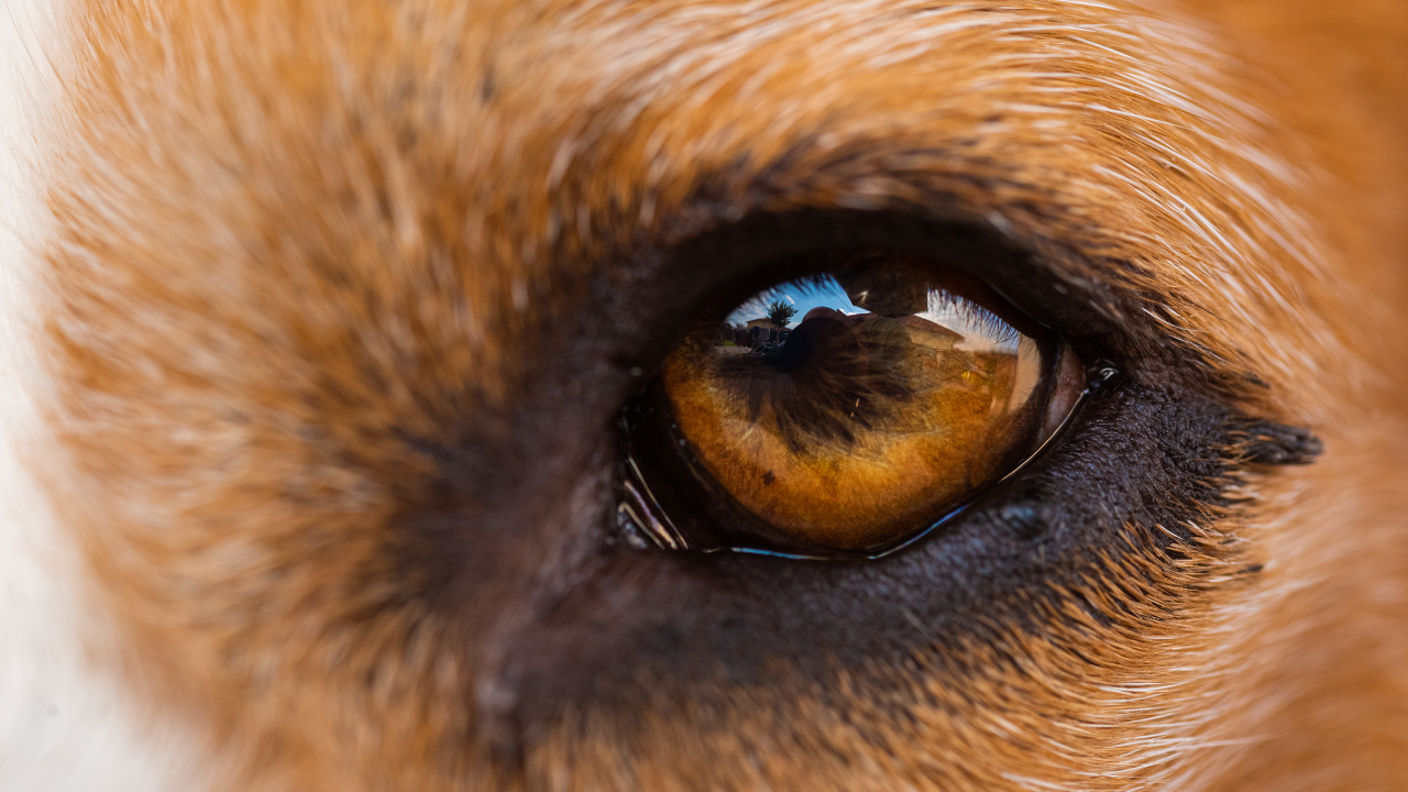 Ein Hund hat ein bernsteinfarbenes Auge und keine Augenkrankheit.