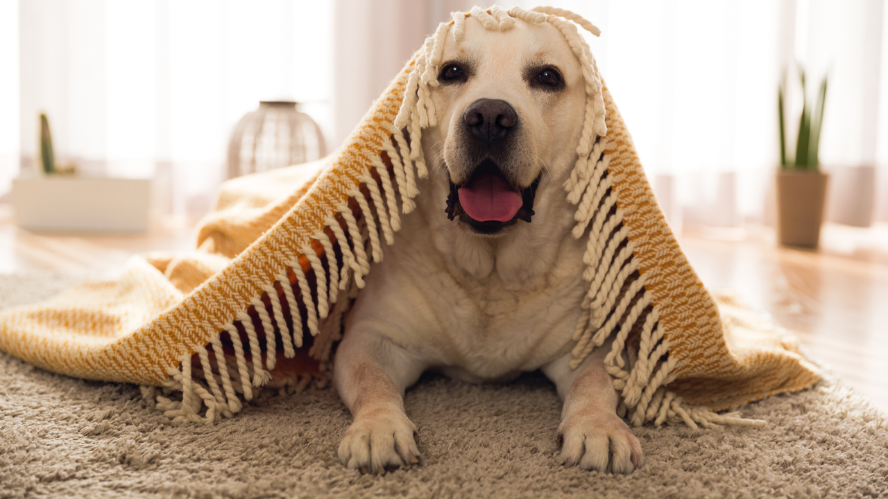 Ein Hund versteckt sich unter einer warmen Decke.