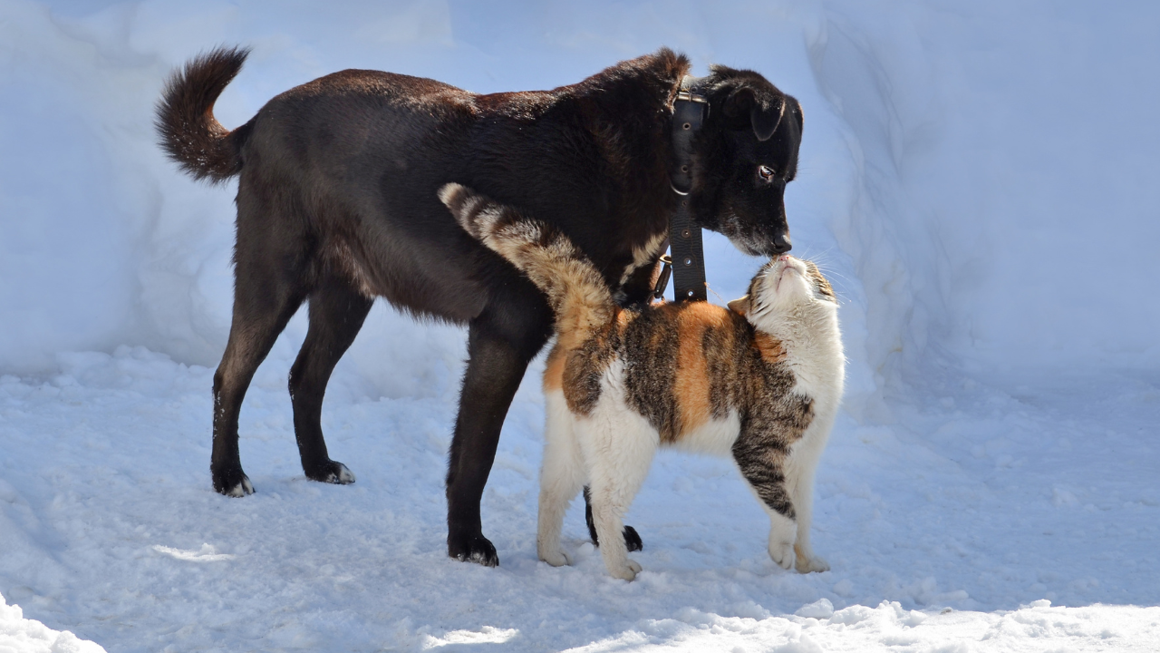 Ein Hund und eine Katze spielen zusammen im Schnee.