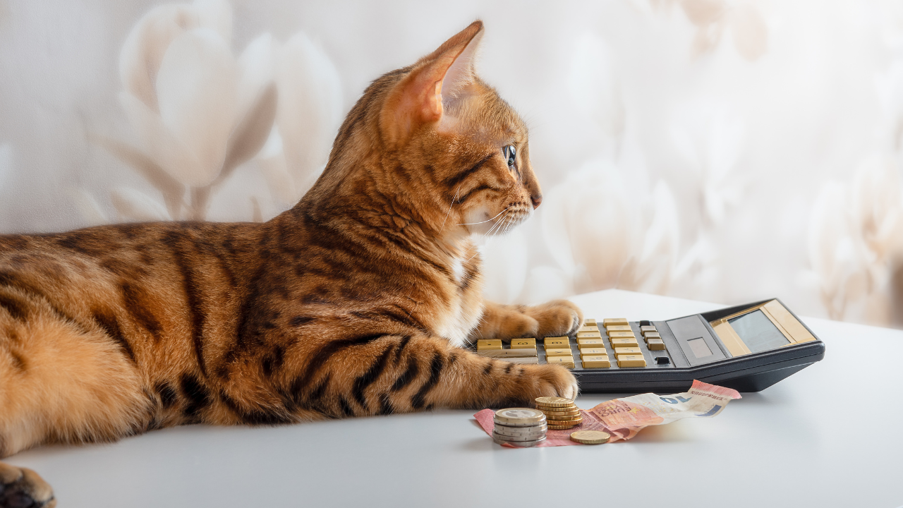 Eine Katze liegt auf einem Tisch mit einem Taschenrechner.