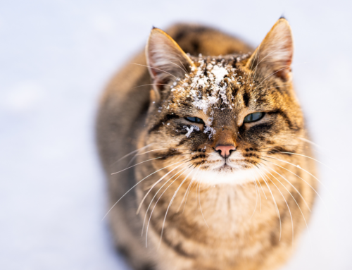 Wintergesundheit: Diese Krankheiten drohen Deiner Katze in der kalten Jahreszeit