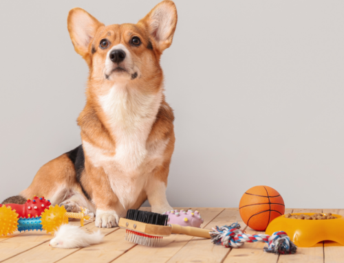 Nachhaltiges Hundezubehör: Ökologische Alternativen für Deinen Vierbeiner