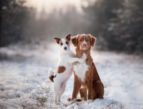 Wintergesundheit: Diese Krankheiten drohen Deinem Hund in der kalten Jahreszeit