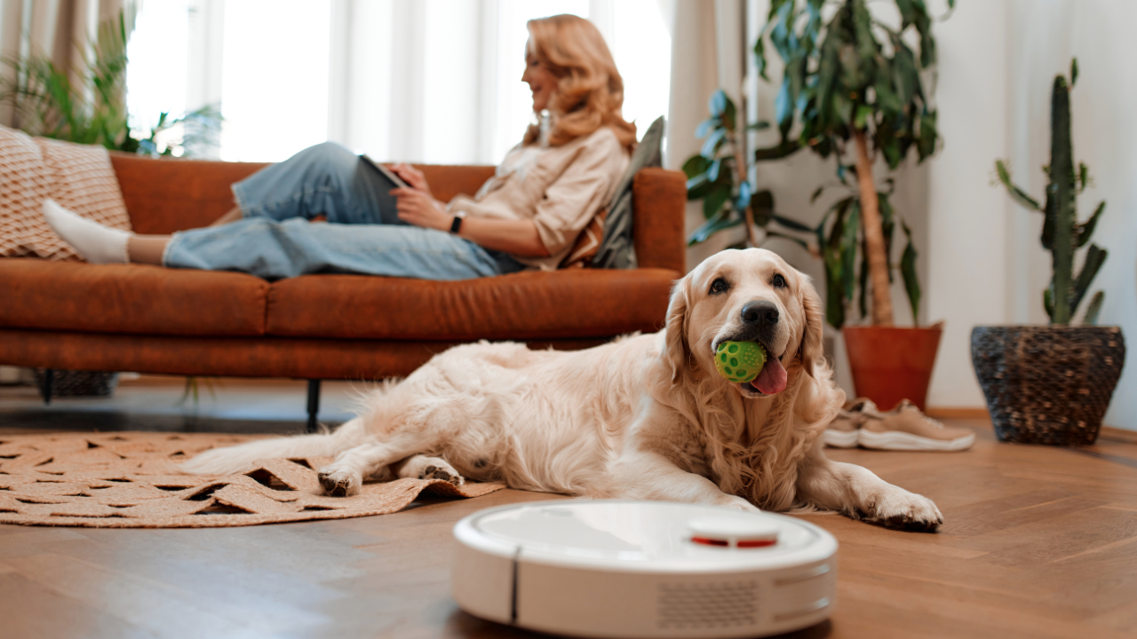 Ein Golden Retriever hat einen kleinen Ball im Maul.