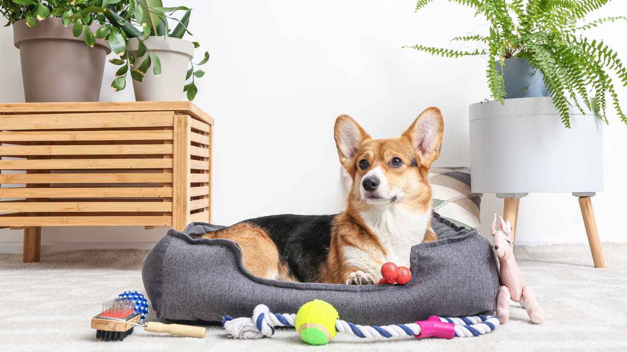 Ein Hund schläft in seinem nachhaltigen Hundebett.