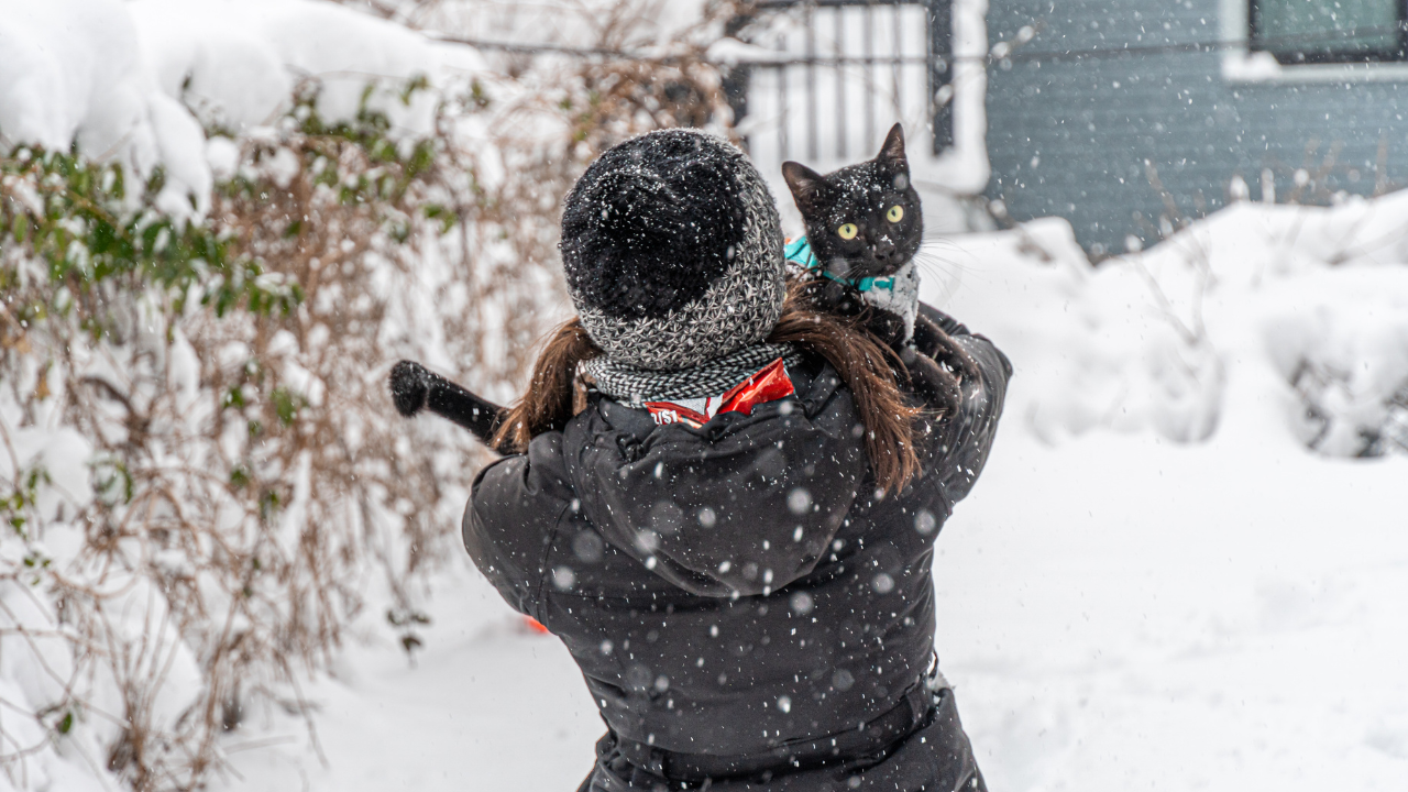 Eine Katze spielt mit ihrer Besitzerin draußen im Schnee.