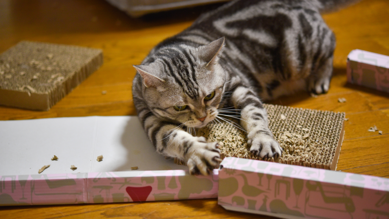 Eine getigerte Katze zerkratzt einen Karton.