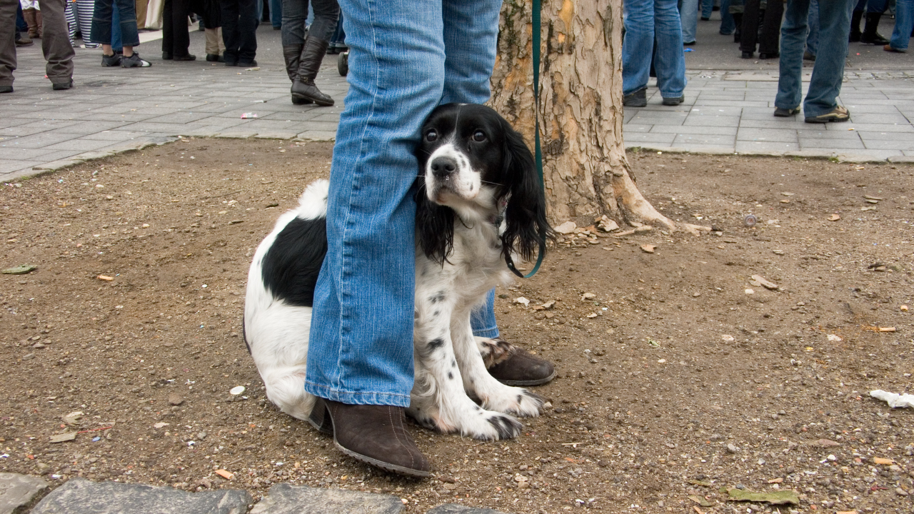 Ein Hund sitzt zwischen den Beinen seiner Besitzerin, weil er Trennungsangst hat.