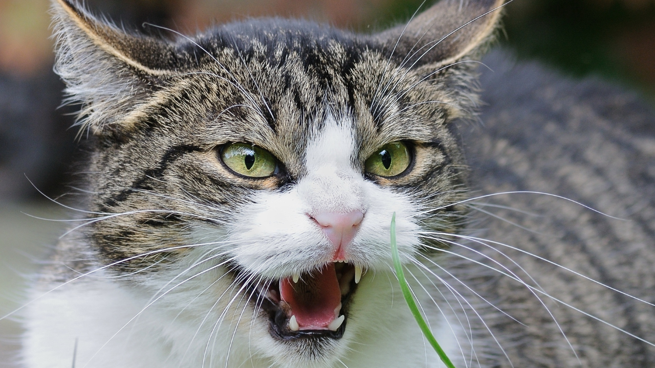 Eine Katze ist aggressiv und faucht.