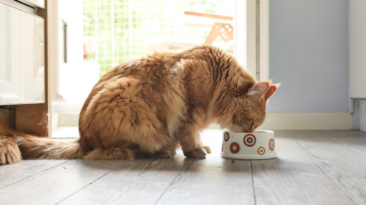 Eine rote Katze frisst auf einem Futternapf.