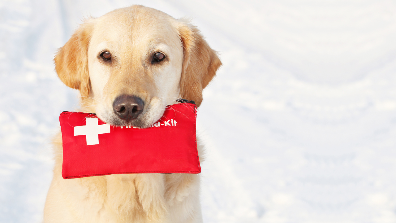 Ein Hund hat sein Erste-Hilfe-Set dabei, für den Fall, dass er sich verletzt.