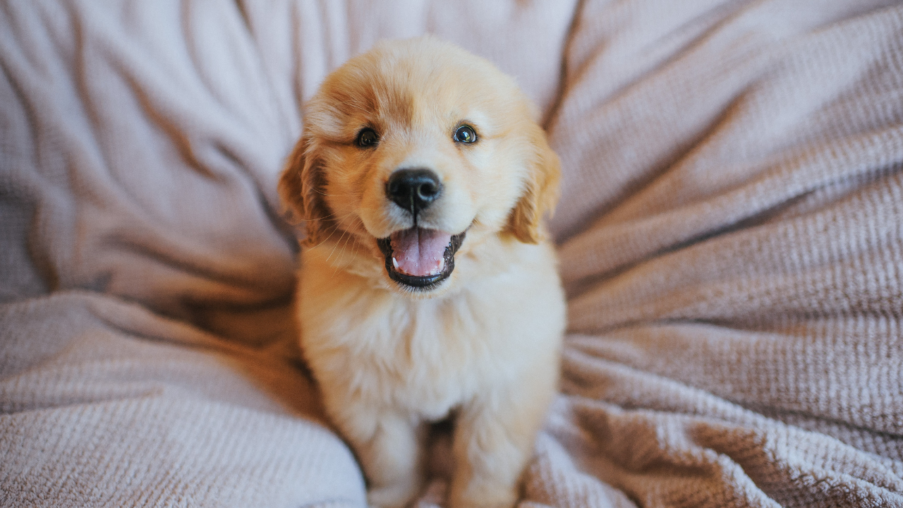 Im Bett sitzt ein Labradorwelpe.