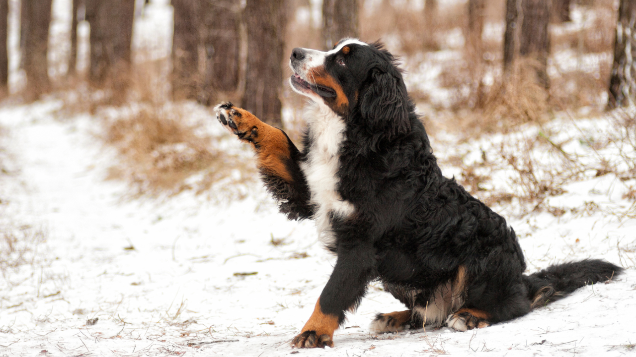 Ein Hund sitzt im Schnee und hebt eine Pfote.